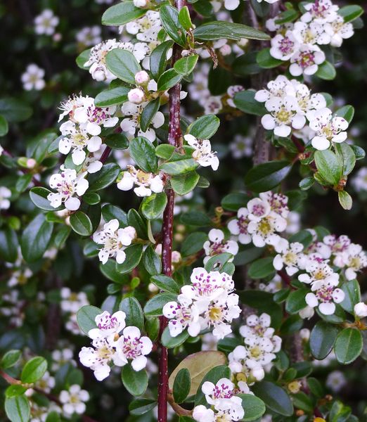 Cotoneaster 'Queen of Carpets'